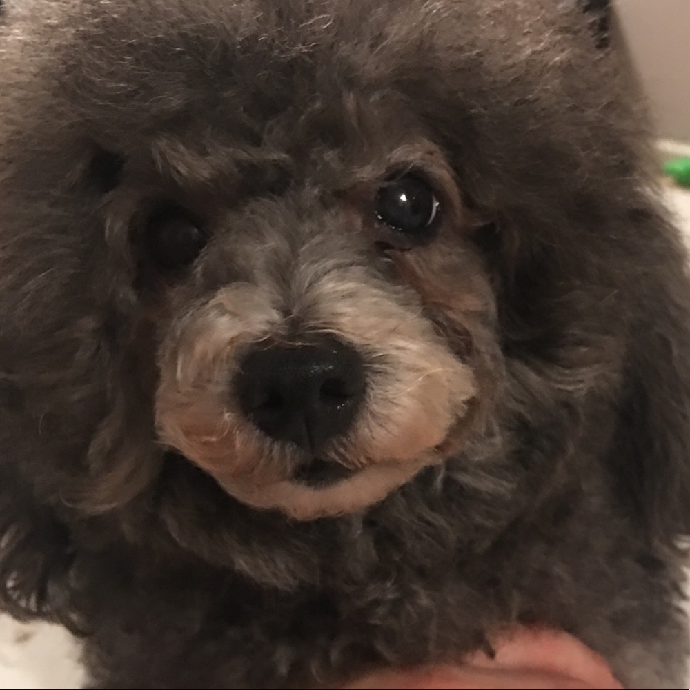 Meet your Posher, Hay